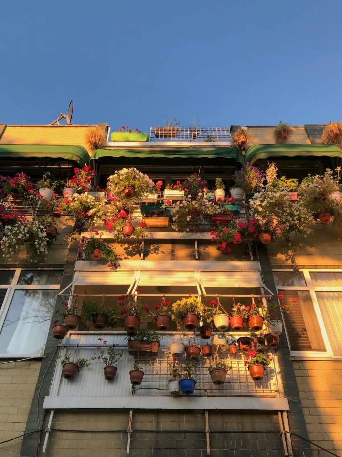 Cum să îngrijești plantele din ghiveci în zilele caniculare. Te vei bucura de ele o perioadă îndelungată