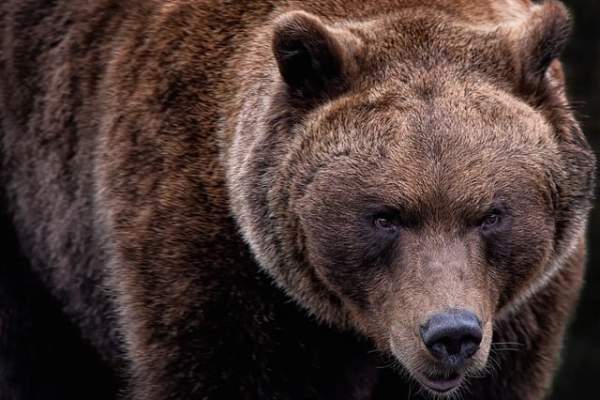 Turistul italian ucis de urs a filmat ultimele clipe din viață cu telefonul. Bărbatul s-ar fi apropiat să hrănească animalul sălbatic