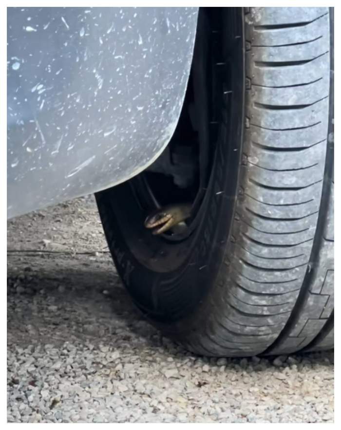 Un român a rămas fără cuvinte! Un șarpe a intrat în anvelopa de la mașină
