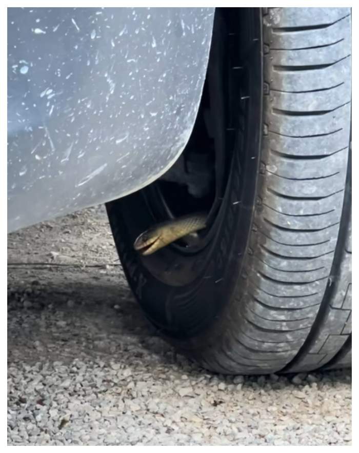 Un român a rămas fără cuvinte! Un șarpe a intrat în anvelopa de la mașină