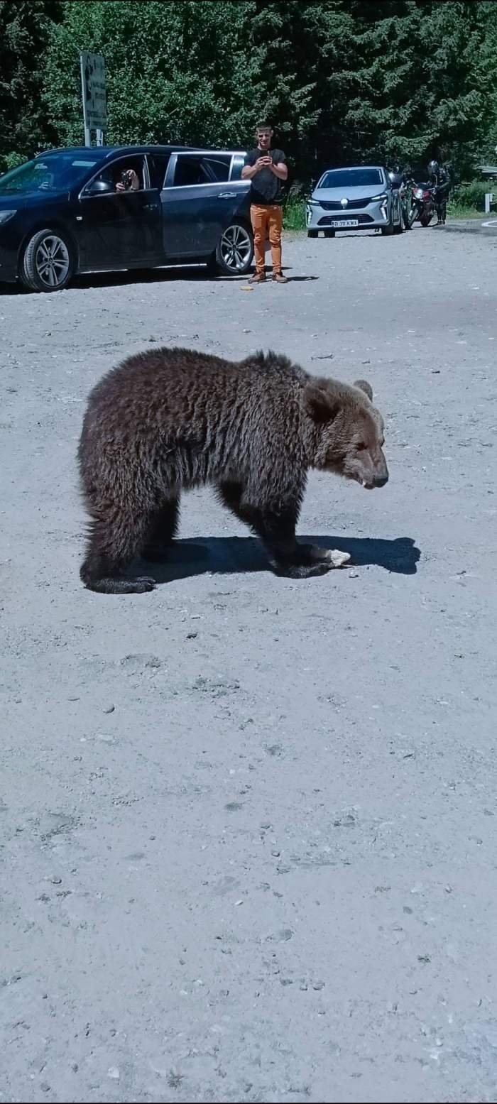 urșii din Transfăgărășan