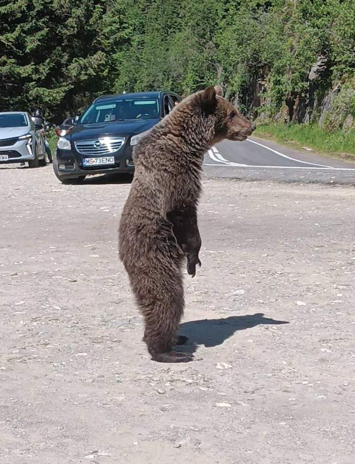 urșii din Transfăgărășan