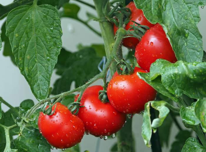 Supa plină de beneficii pentru organism. Cum trebuie să o consumi ca să te bucuri de toți nutrienții