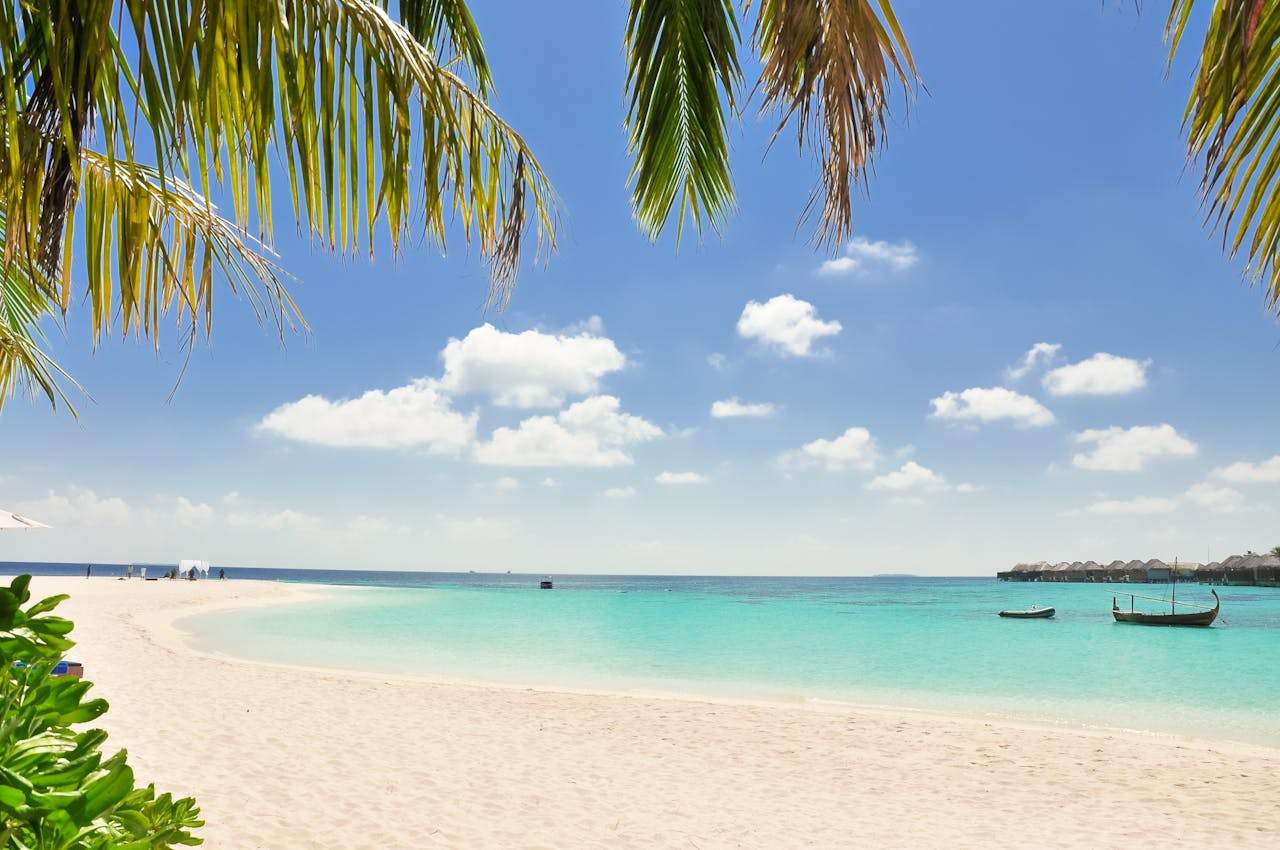 caraibe