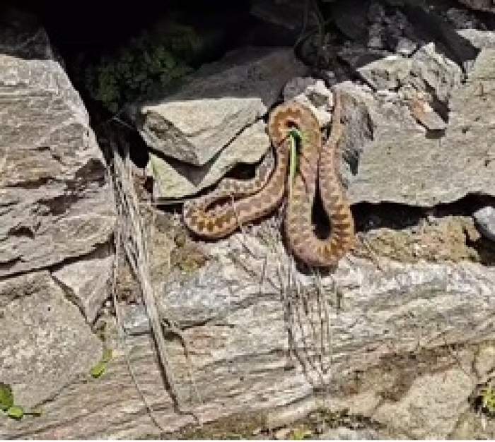 Viperă masculină (vipera berus), Trough of Bowland, Lancashire, Marea Britanie. Singurul șarpe veninos din Regatul Unit.
