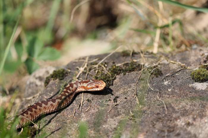 Viperă masculină (vipera berus), Trough of Bowland, Lancashire, Marea Britanie. Singurul șarpe veninos din Regatul Unit.