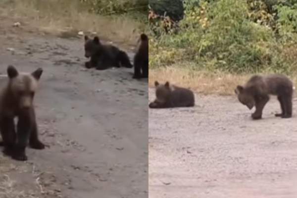 Ce se va întâmpla cu cei trei pui ai ursoaicei împușcate pe Transfăgărășan, după ce a ucis un turist. Își așteaptă mama pe marginea drumului de câteva zile