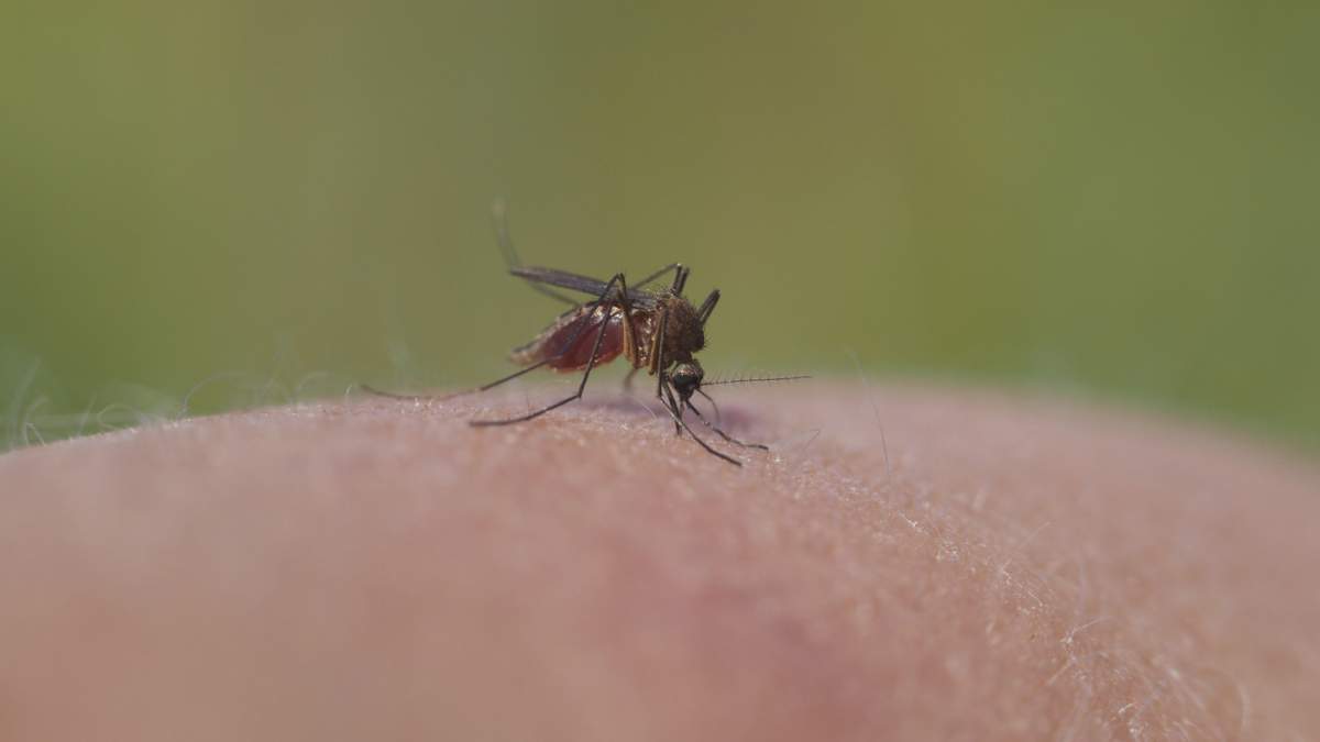 Țânțarul suge sânge (Culicidae)