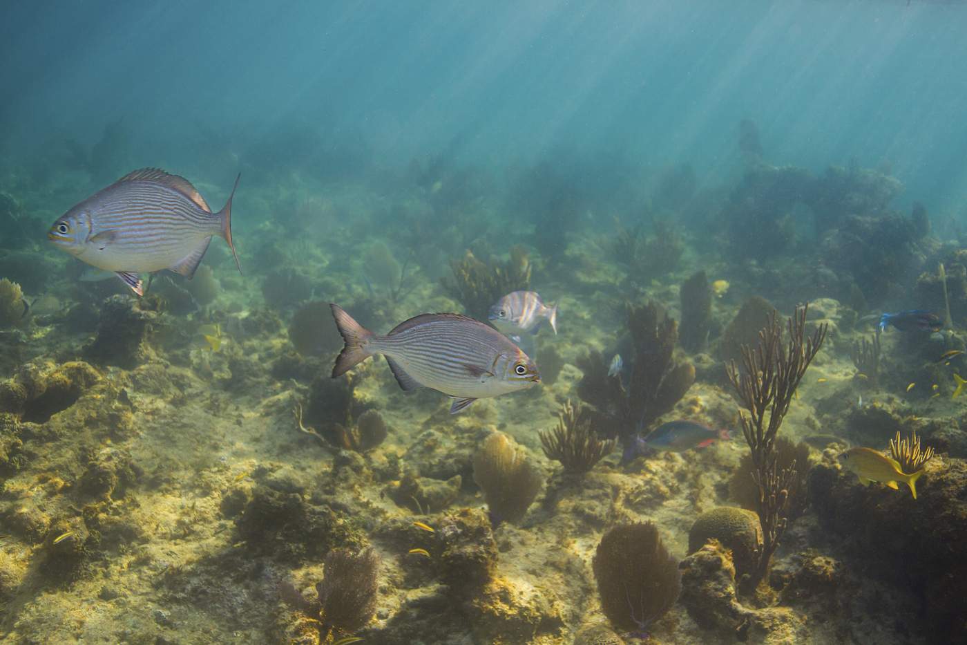 bermuda, uk