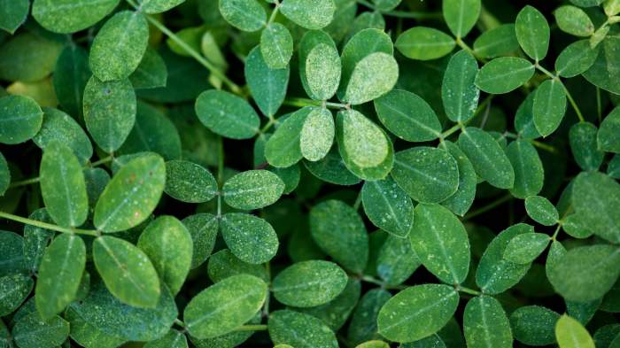 Moringa, planta minune plină de beneficii pentru sănătate. La ce ajută „arborele vieții”