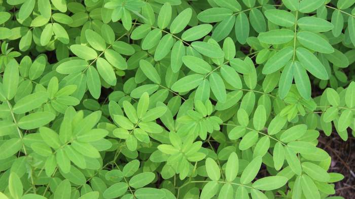 Moringa, planta minune plină de beneficii pentru sănătate. La ce ajută „arborele vieții”