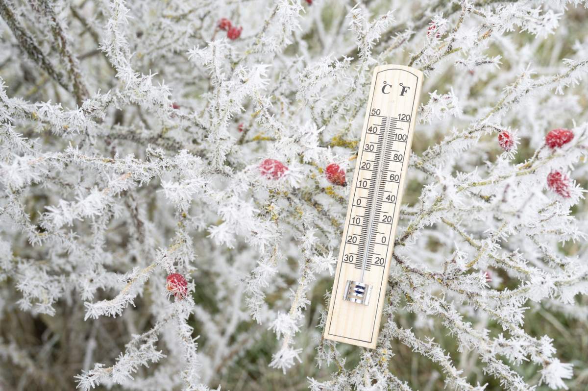 Termometru cu îngheț pe tufișul de măceșe, prognoză meteo rece și geroasă pentru iarnă, măsurarea temperaturii, zăpadă