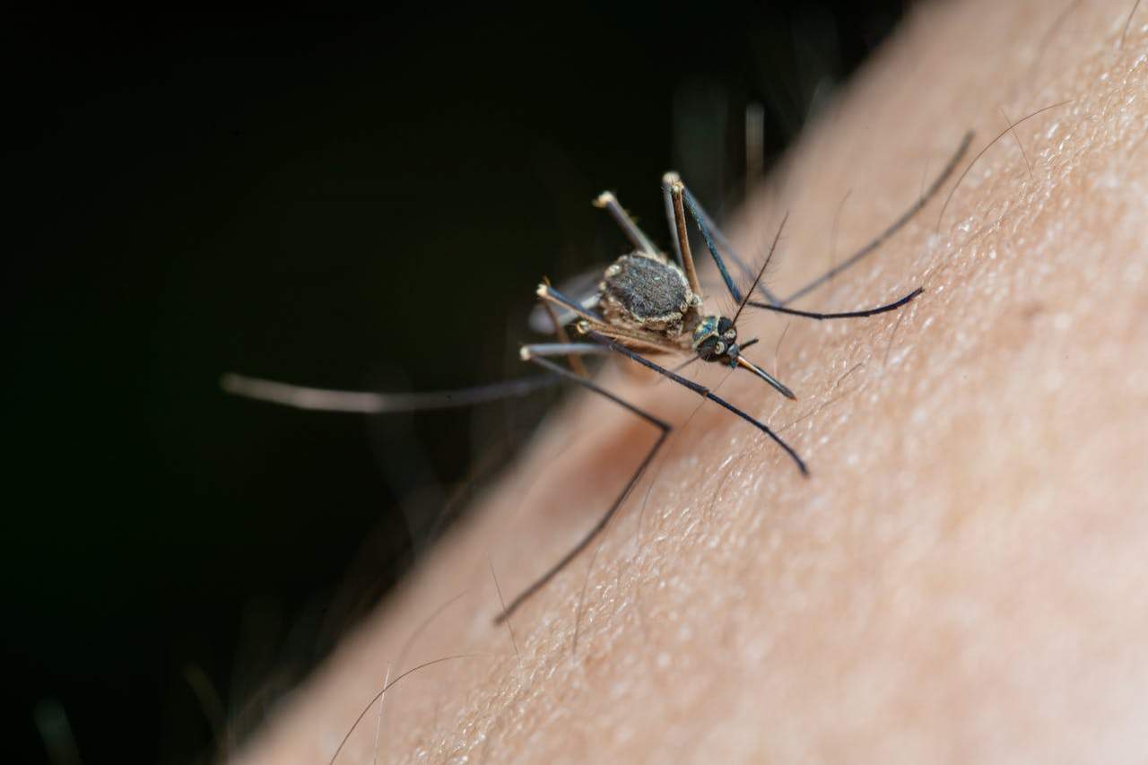 Ai fost mușcat de căpușă? Simptomele care pot indica boala Lyme