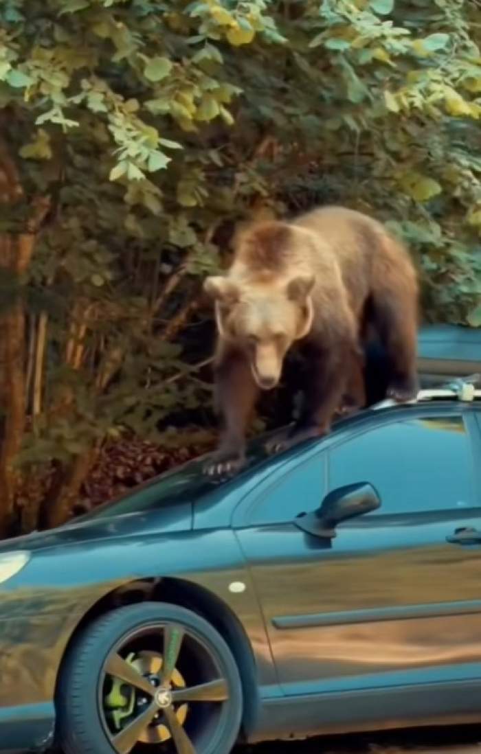 Panică pe șosea! Imagini virale cu un urs care se plimbă pe o mașină parcată pe marginea drumului | VIDEO