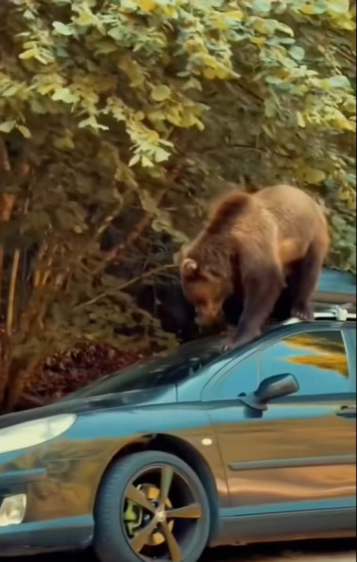 Panică pe șosea! Imagini virale cu un urs care se plimbă pe o mașină parcată pe marginea drumului | VIDEO