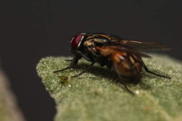 Alertă medicală! Parazitul care mănâncă țesuturile, confirmat de medici. A apărut primul caz uman