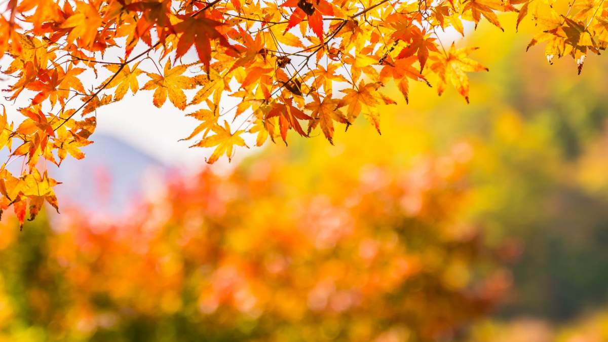 Meteorologii anunță o toamnă cum n-am mai avut până acum. Cum va fi până la 15 septembrie