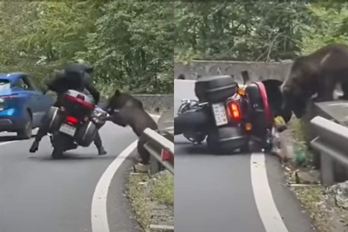 motociclist, atacat de urs pe Transfăgărăşan