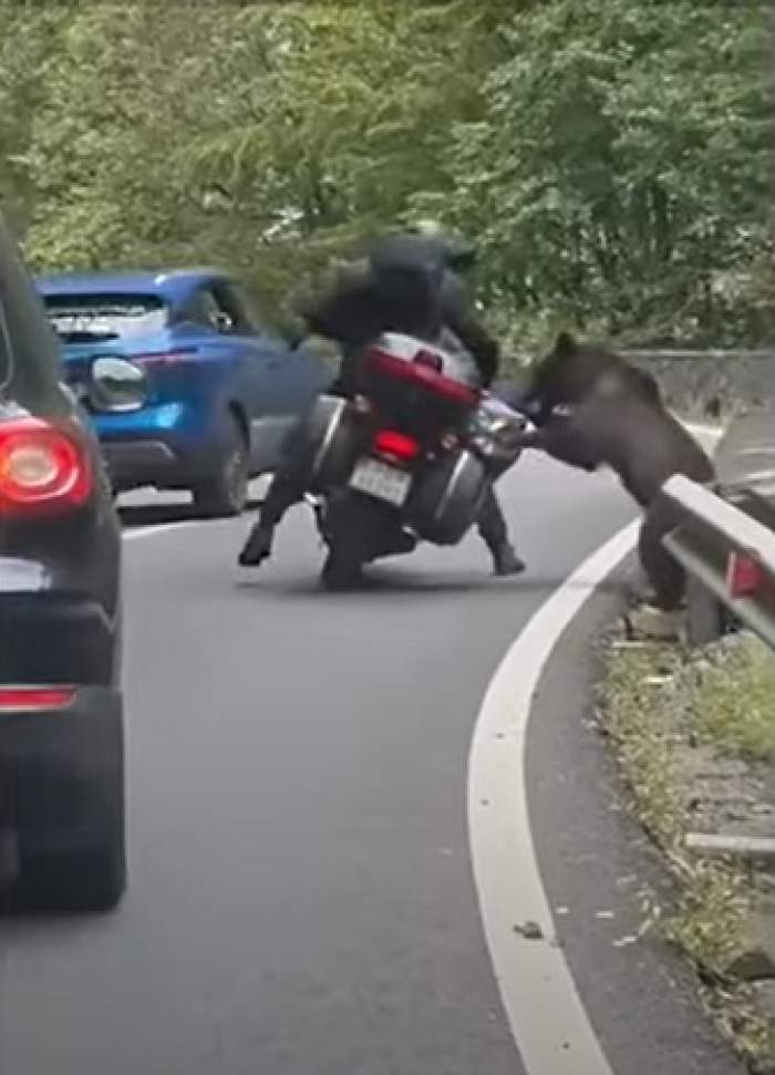 Motociclist, atacat de urs pe Transfăgărăşan! Bărbatul a fost mușcat de gamba piciorului drept | VIDEO