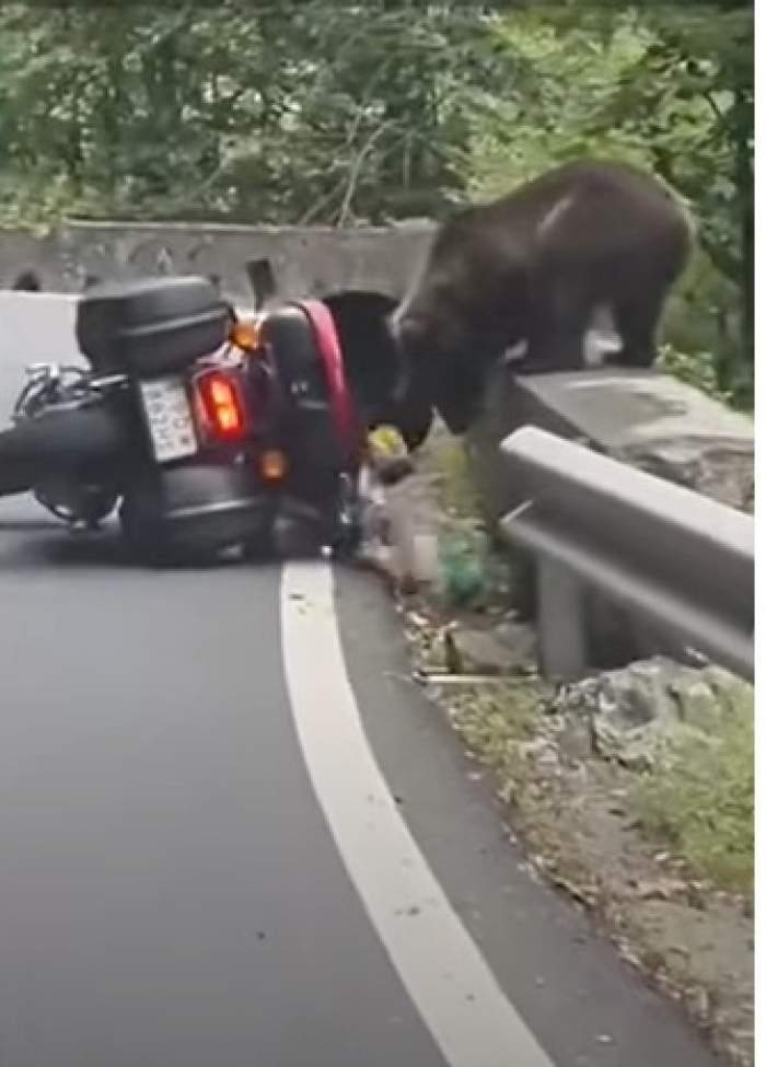 Motociclist, atacat de urs pe Transfăgărăşan! Bărbatul a fost mușcat de gamba piciorului drept | VIDEO
