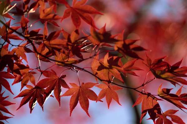 Echinocțiul de toamnă 2025. Cum ne influențează și ce efecte se vor resimți