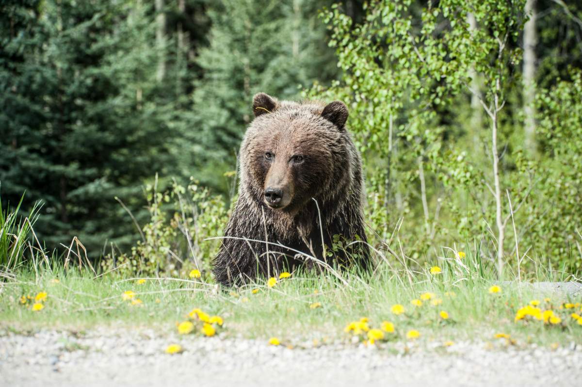 Bărbat din Mureș, atacat de urs! Este în stare gravă și a rămas fără față