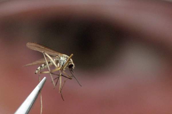 Virusul West Nile face victime în România! 21 de cazuri au fost raportate la noi în țară. Cum ne putem proteja