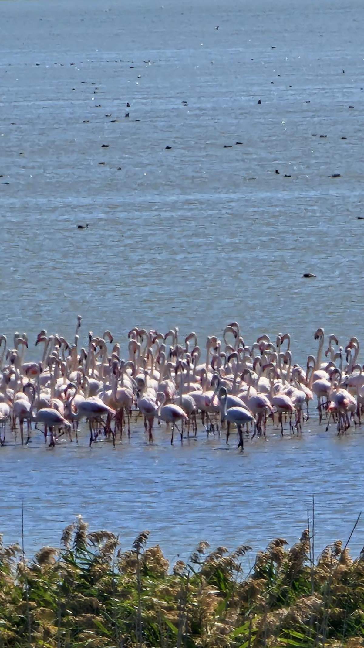 Păsările flamingo roz au ajuns în Delta Dunării flamingo roz