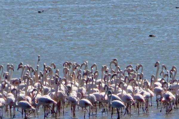 Locul din România care s-a umplut de păsări flamingo roz. Se află în apropiere de Constanța | FOTO