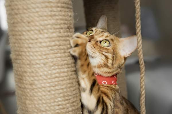 Ai fost zgâriat de o pisică? Poți să faci boala ghearelor de pisică! Ce este aceasta și care sunt simptomele