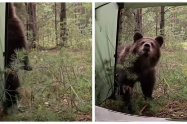 Un turist a mers cu cortul la munte și a fost vizitat de urs! Animalul a stat la câțiva centimetri de el | VIDEO