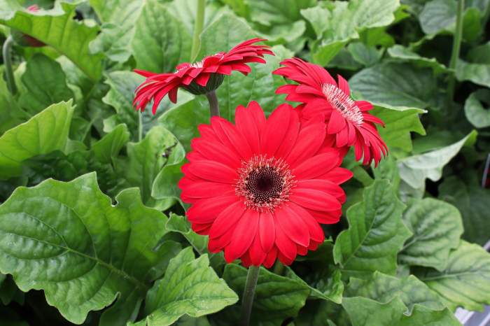 gerbera