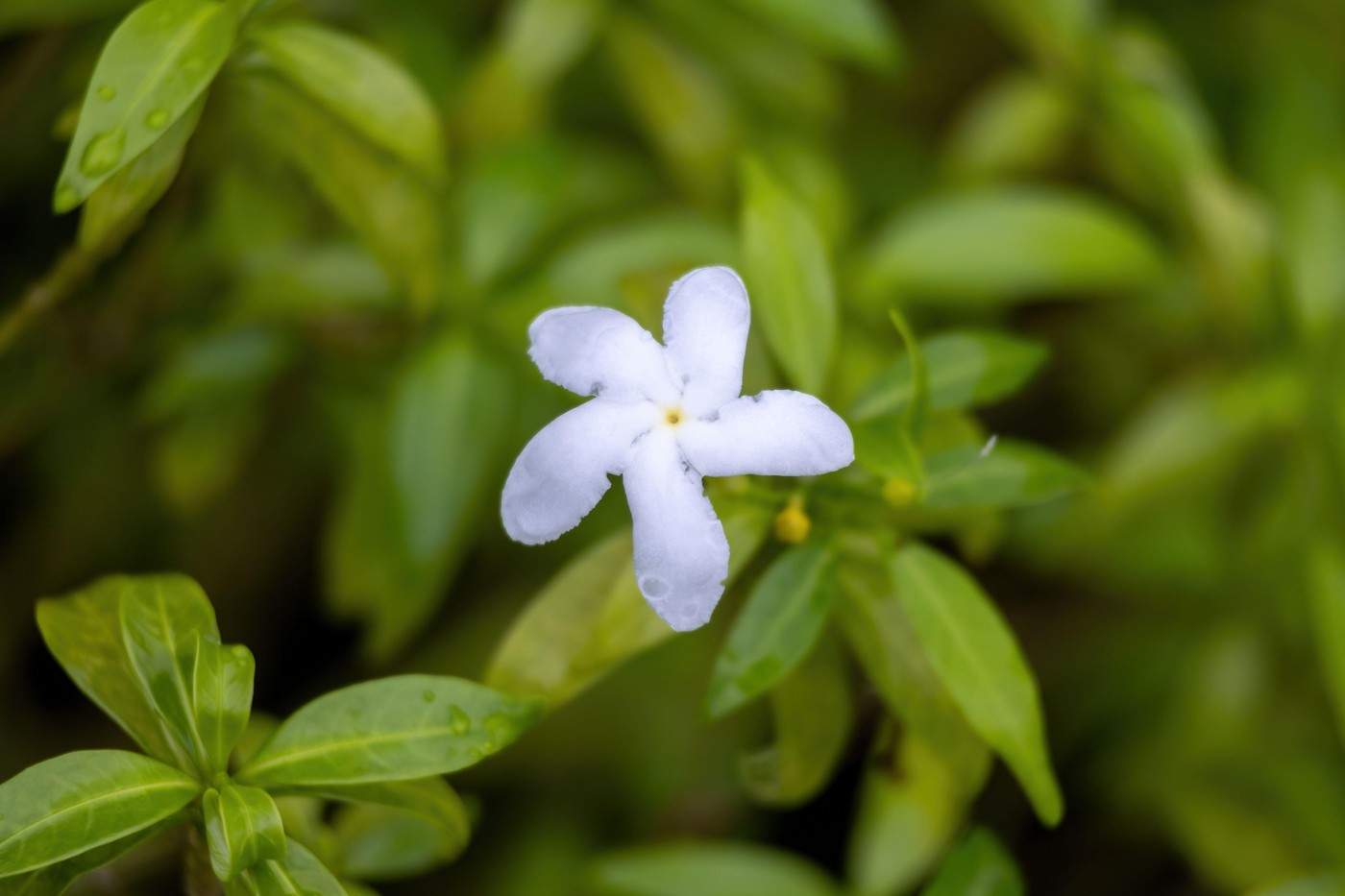 gardenie