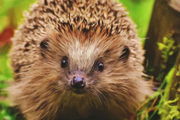 Alertă în Buzău! O femeie a ajuns pe mâna medicilor după ce a fost mușcată de un arici