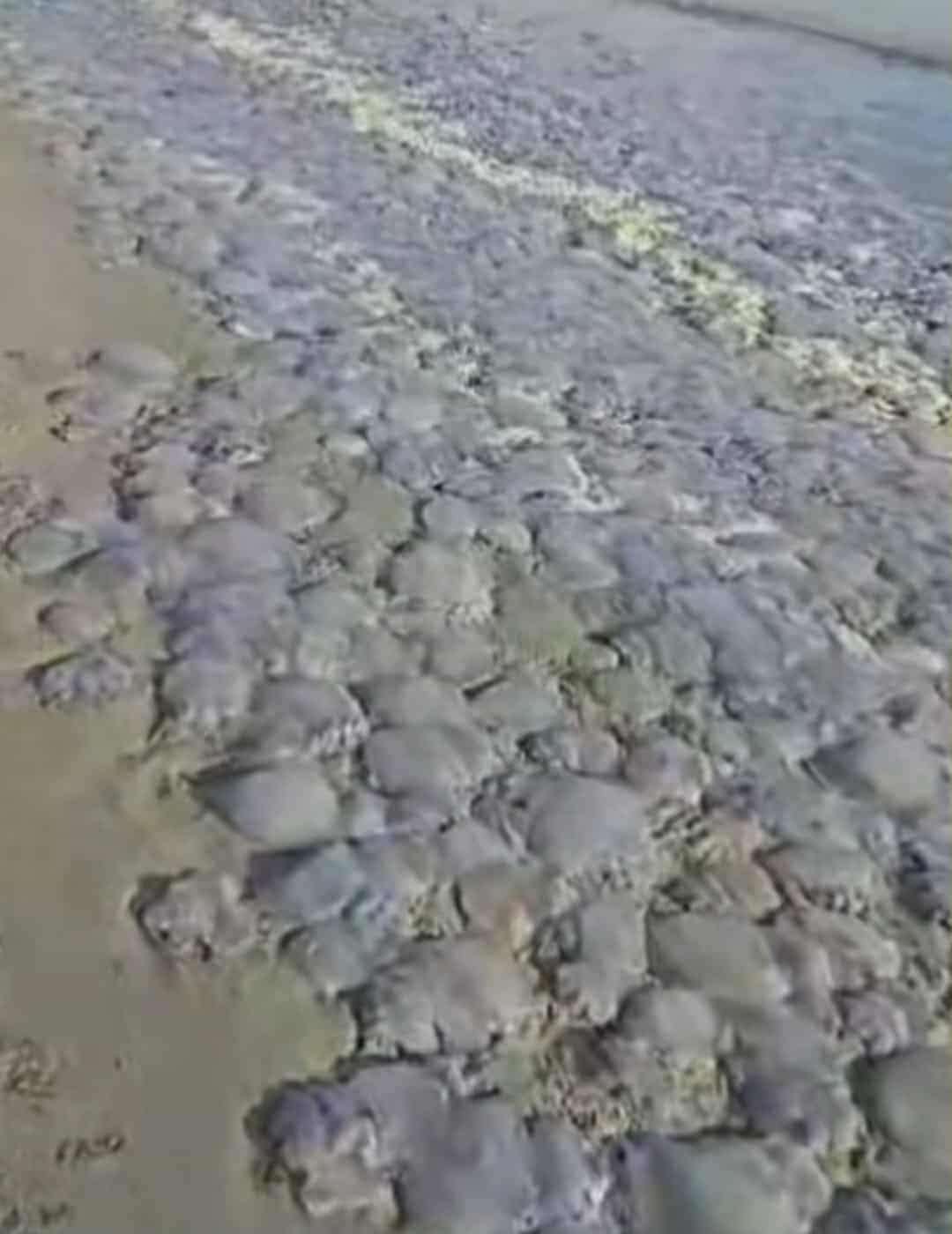 meduze