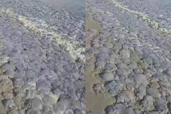Invazie de meduze pe o plajă din Mamaia! Imagini rare de pe litoral | VIDEO