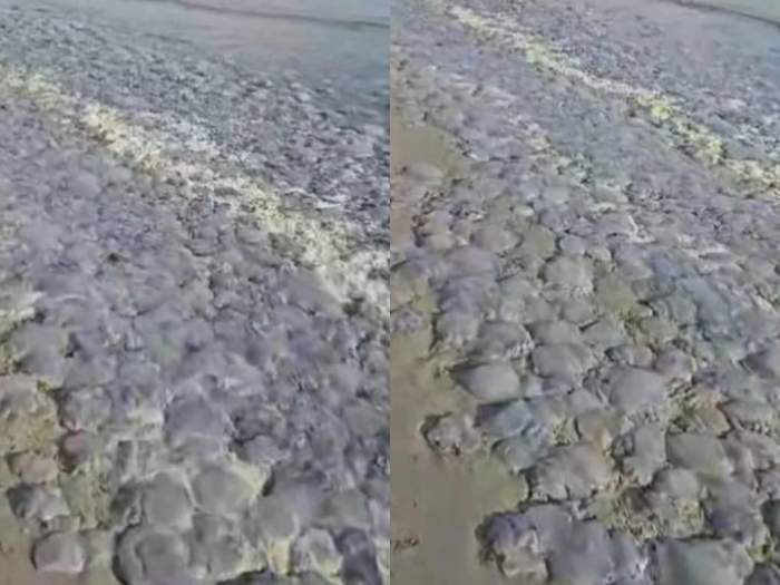 invazie de meduze