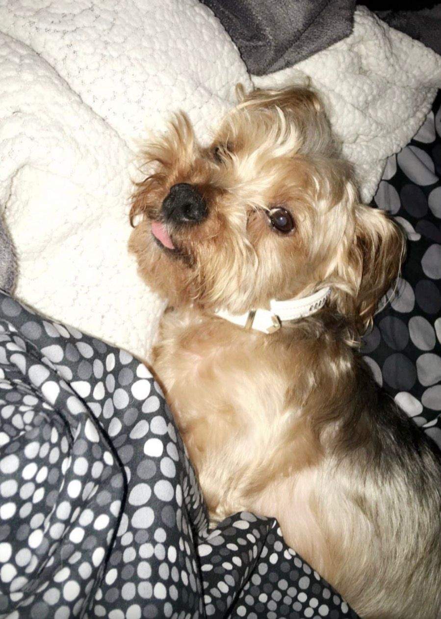 Dito, cainele Mariei Andria