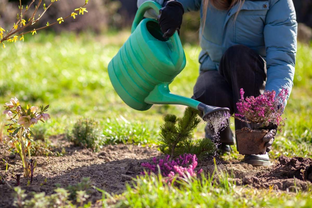 O grădinăriță plantează iarbă-neagră de iarnă înflorită în grădina de primăvară. Femeia folosește o stropitoare și o lopățică.