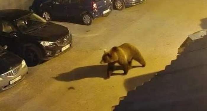 Urs în Hunedoara