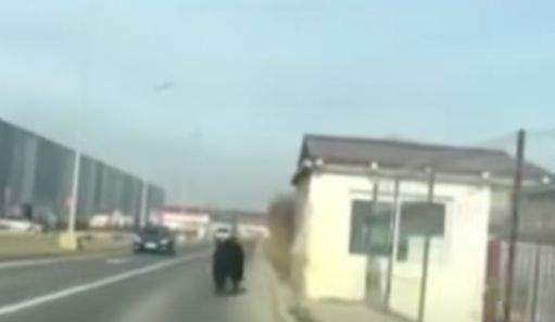 Momente de groază în Covasna! O mamă a fost atacată de urs în timp ce-și ducea copilul la școală