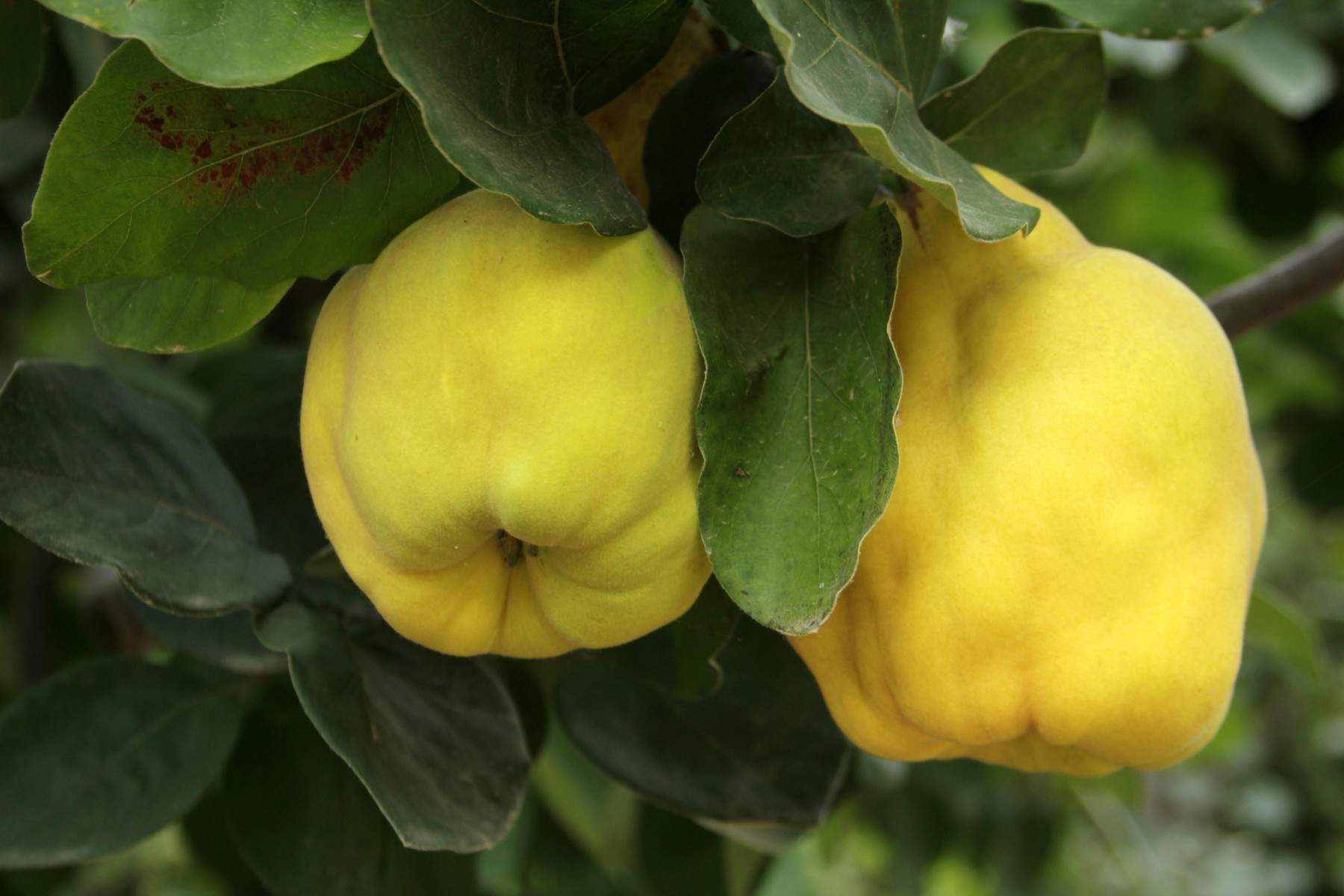 Fructul de toamnă pe care mulți români îl consumă rar. Ce beneficii are pentru organism și de ce îl recomandă nutriționiștii
