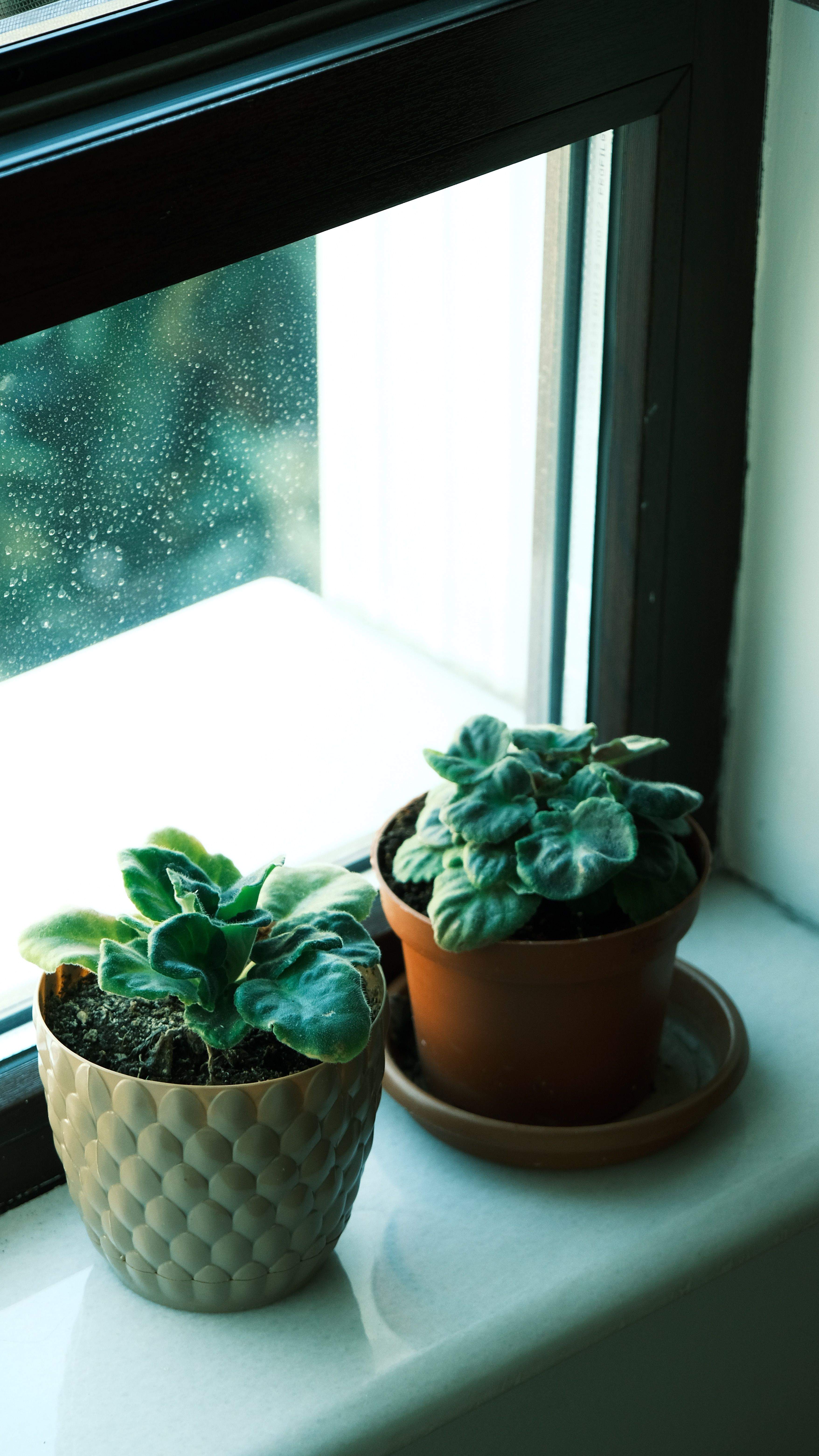 Plante