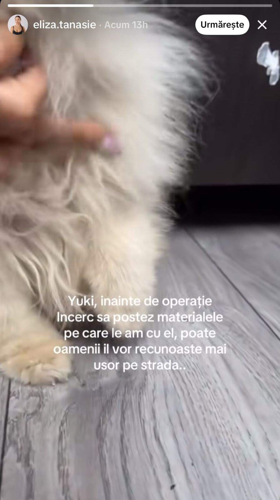 Cățelușul Valentinei