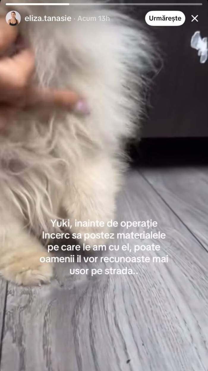 Cățelușul Valentinei