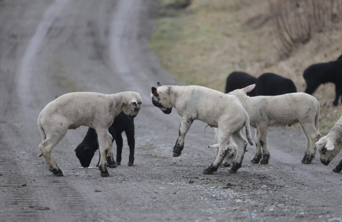Doi miei se joacă unul cu celălalt pe un drum de țară.