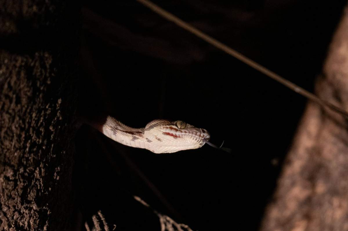 Șarpele boa de Amazon în pădurea amazoniană, arhipelagul Anavilhanas