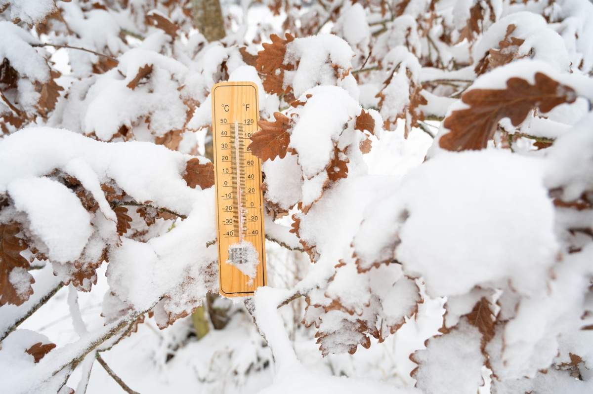 termometru în stejar acoperit de zăpadă, peisaj în vreme rece și geroasă, prognoza meteo pentru iarnă, măsurarea temperaturii