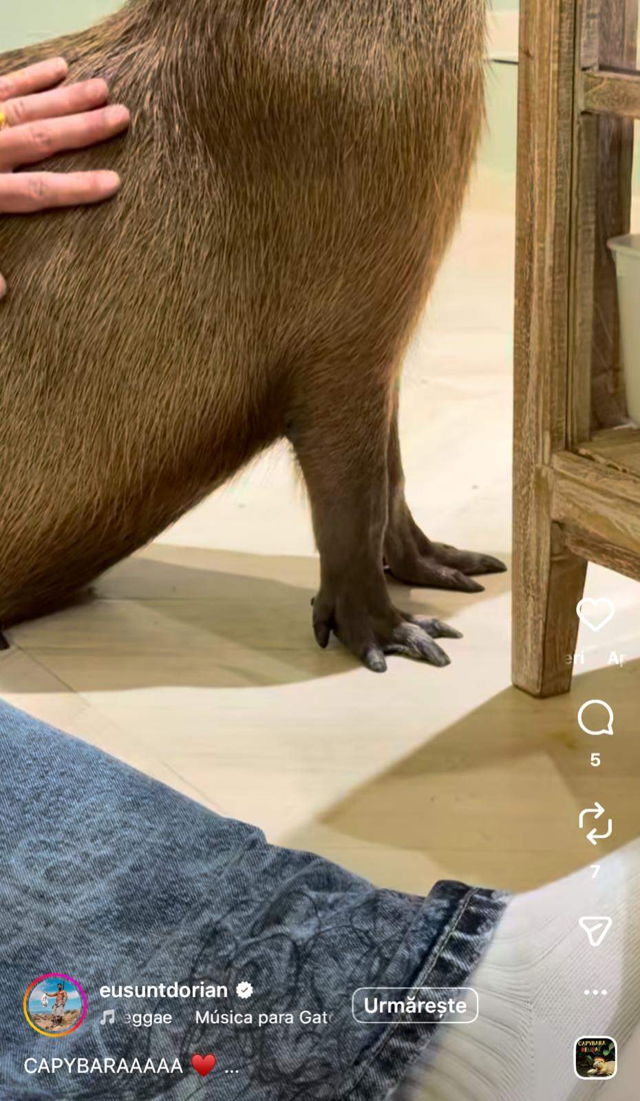 Ghearele ascuțite ale unui Capibara