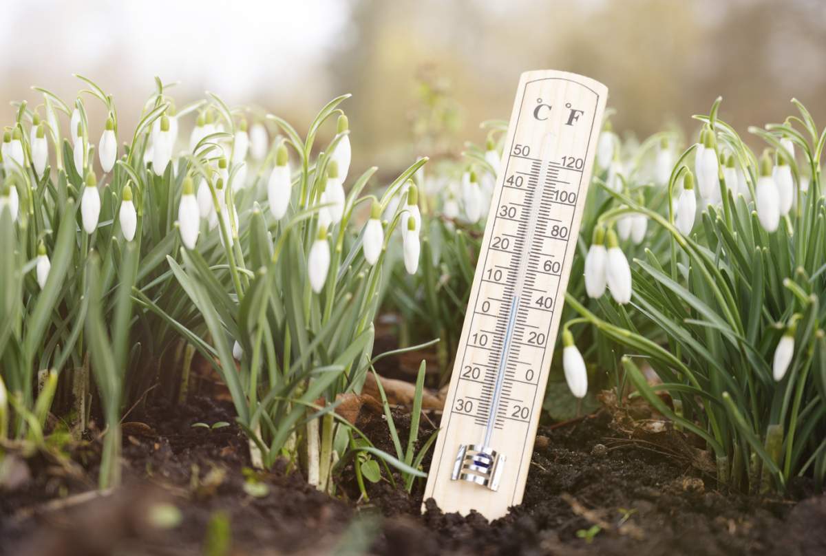 Termometru cu flori de ghiocel pe o pajiște, zi însorită de primăvară, măsură temperatura, prognoza meteo